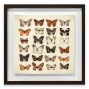 Butterfly Collection Framed Plaque Wall Art 40x40