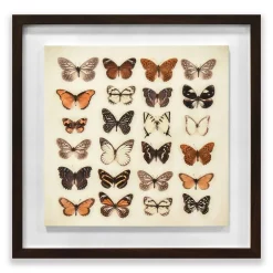 Butterfly Collection Framed Plaque Wall Art 40x40