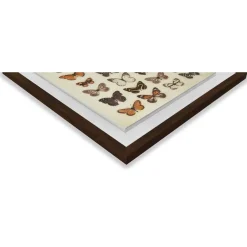 Butterfly Collection Framed Plaque Wall Art 40x40